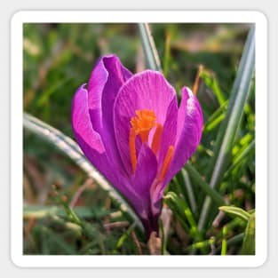 Orange and Purple Flower in the Sun 2 Sticker